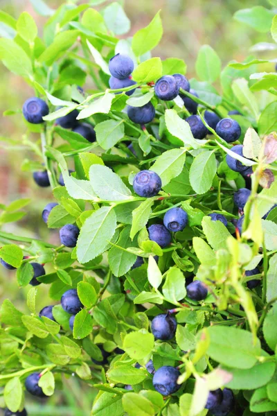 Blueberries growing on a branch — Stock Photo, Image