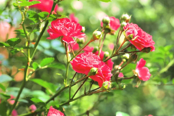 Flowers of climbing roses — Stock Photo, Image