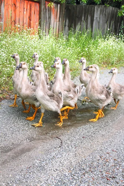 Gaggle de gansos domésticos jóvenes van en la carretera en un pueblo —  Fotos de Stock