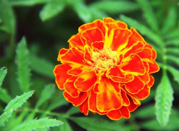 Fransızca marigold çiçek (Tagetes patula closeup) — Stok fotoğraf