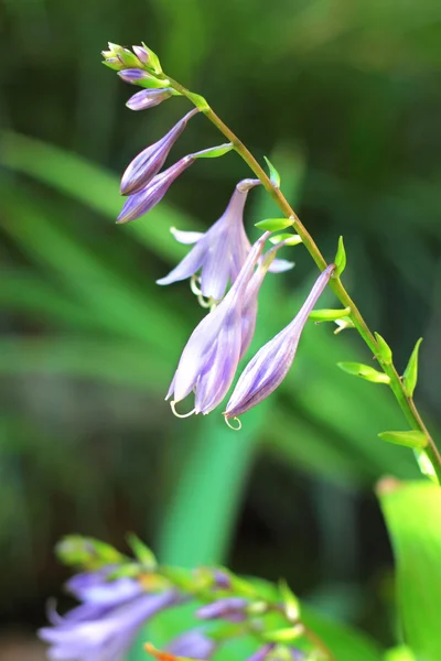 Hosta flowers close seup — стоковое фото