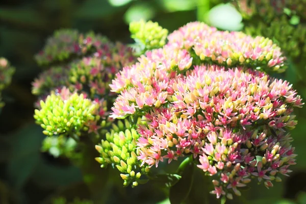 セダムの花のクローズ アップ — ストック写真