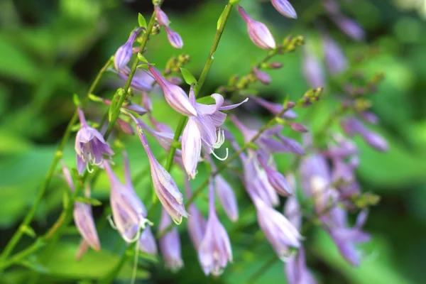 Hosta blommor närbild — Stockfoto