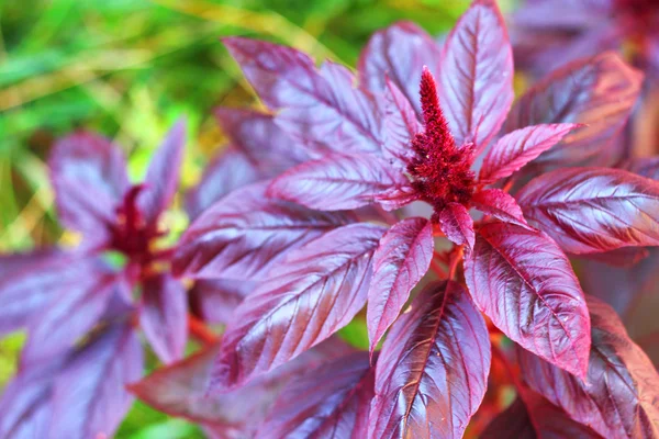 Red amaranth closeup — Stock Photo, Image