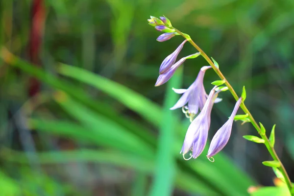 Hosta closeup λουλούδι — Φωτογραφία Αρχείου