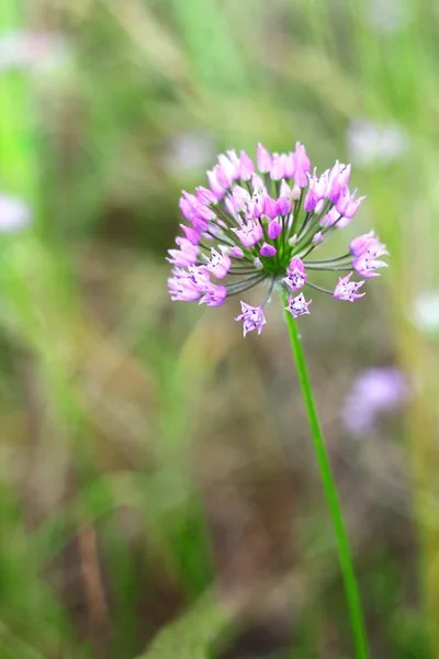 Paarse alllium — Stockfoto