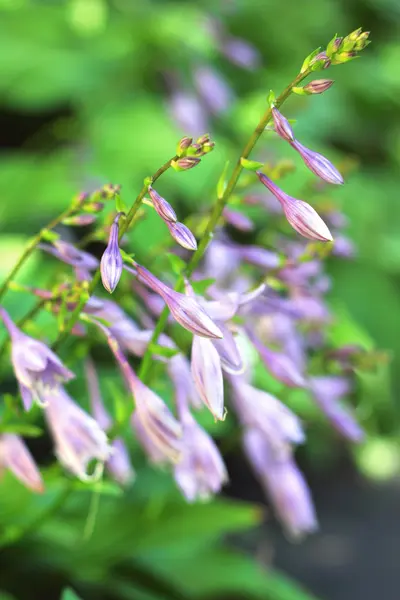 Hosta flores close-up — Fotografia de Stock