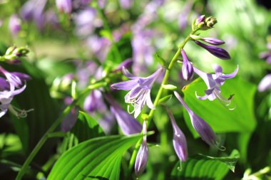 Hosta çiçek portre