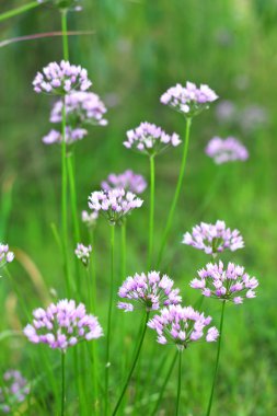 Mor alllium