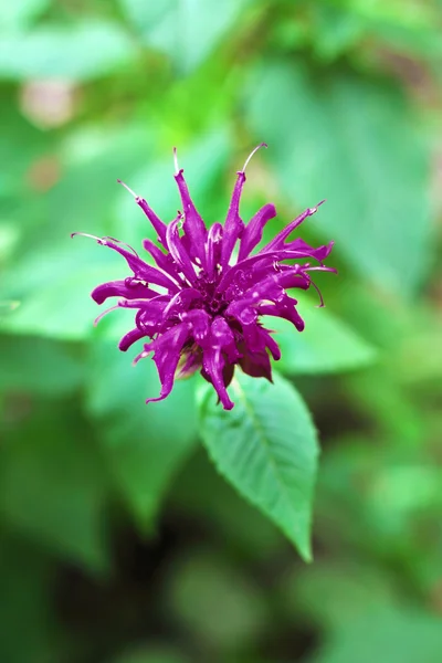 Purple Monarda flower — Stock Photo, Image