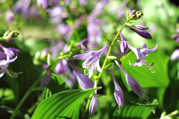 Hosta flor close-up — Fotografia de Stock