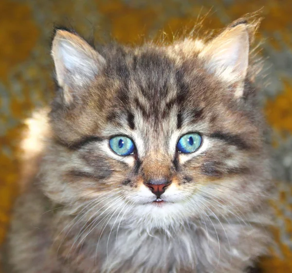 Portrait of a furry kitten — Stock Photo, Image