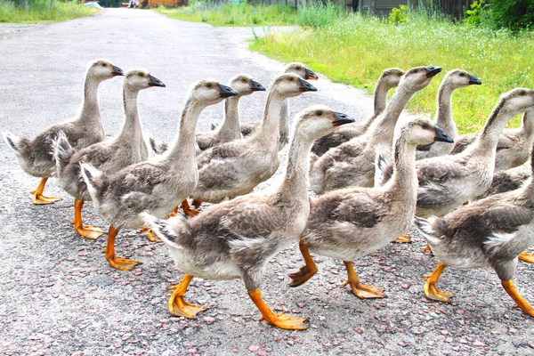 Gaggle de gansos domésticos jóvenes van en la carretera en un pueblo —  Fotos de Stock