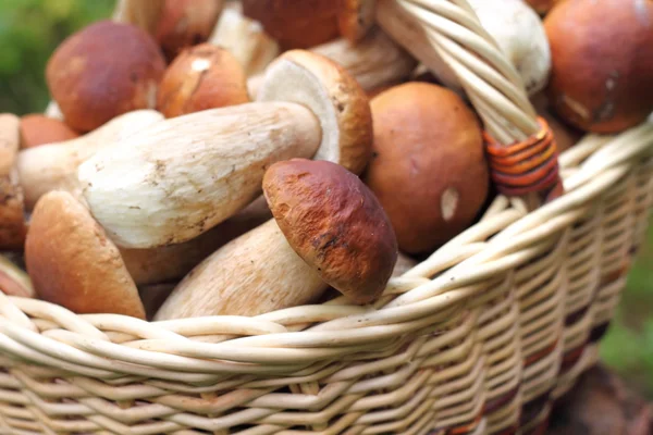 Forest mushrooms — Stock Photo, Image