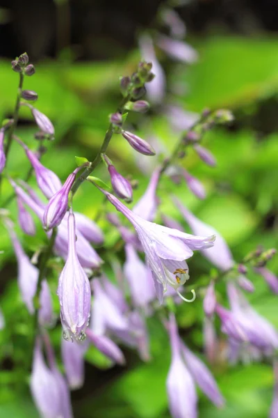 Hosta květiny — Stock fotografie