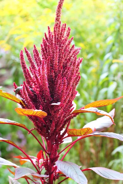Red amaranth (Amaranthus cruentus) — Stock Photo, Image