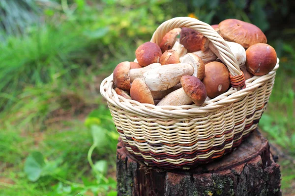 Basket with ceps — Stock Photo, Image
