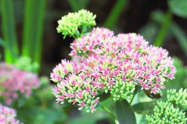 Sedum blommor närbild — Stockfoto