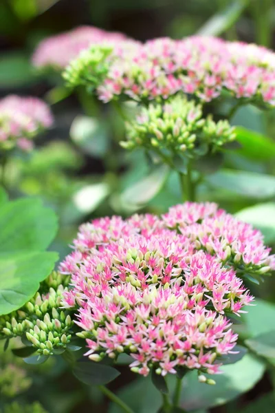 Sedum flores close-up — Fotografia de Stock