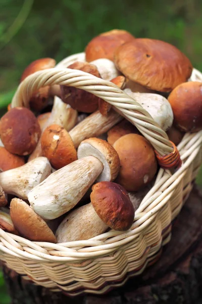 Basket with wild forest mushrooms — Stock Photo, Image