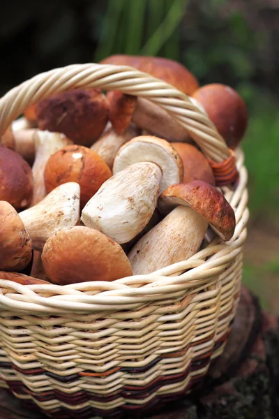 Basket with wild forest mushrooms — Stock Photo, Image