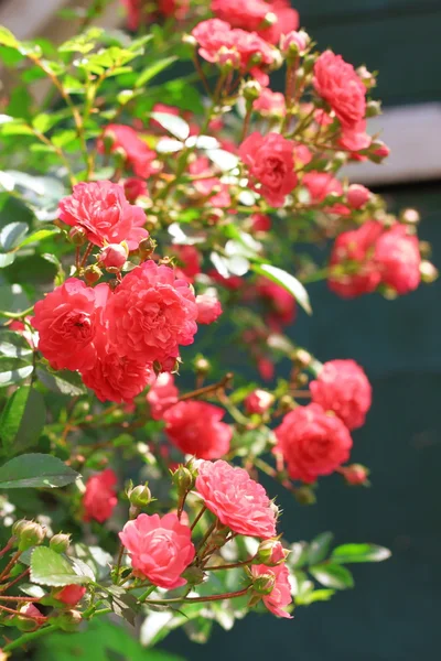 Flowers of climbing roses — Stock Photo, Image