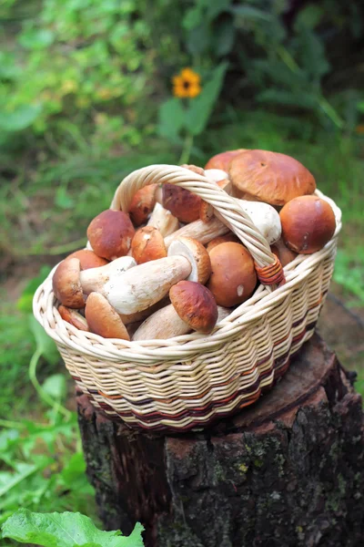 Basket with ceps — Stock Photo, Image