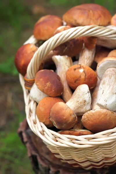 Basket with white mushrooms — Stock Photo, Image