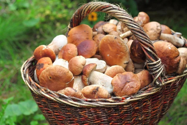 Basket with ceps — Stock Photo, Image