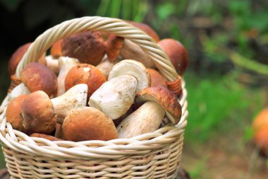 ceps sepeti