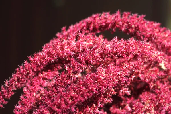 Blomställning av röda Amarant (amaranthus cruentus) — Stockfoto