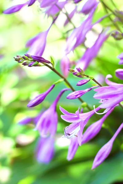 Hosta flowers close seup — стоковое фото