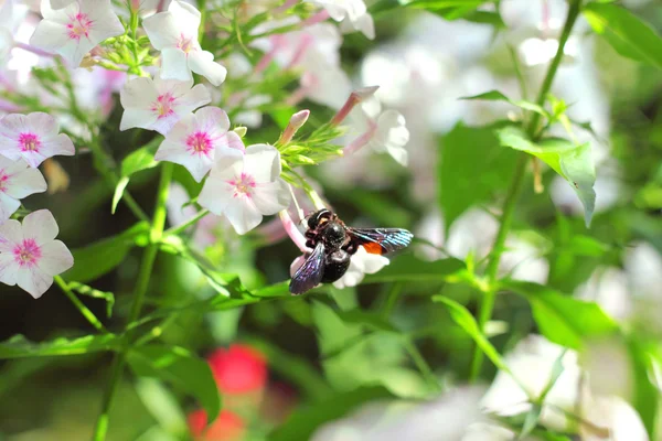 Preto carpinteiro abelha sentado no flox flor — Fotografia de Stock