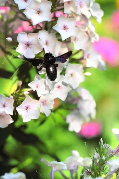 Black carpinteiro abelha sentado na flor phlox — Fotografia de Stock
