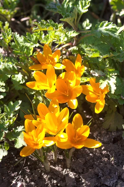 Gul Krokus blommor på den soliga vårdagen — Stockfoto