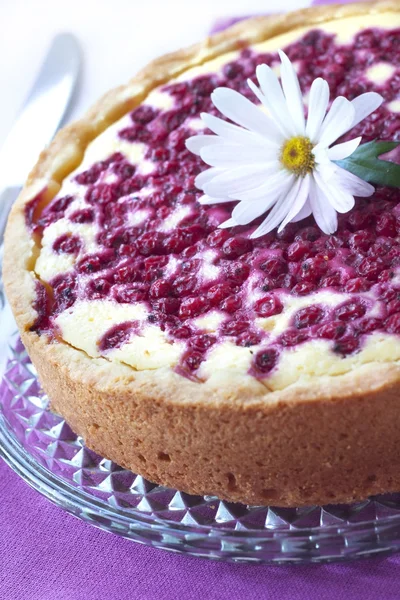 Pie with cottage cheese and redcurrant — Stock Photo, Image