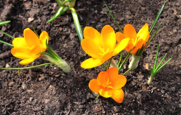 Gelbe Krokusblüten — Stockfoto