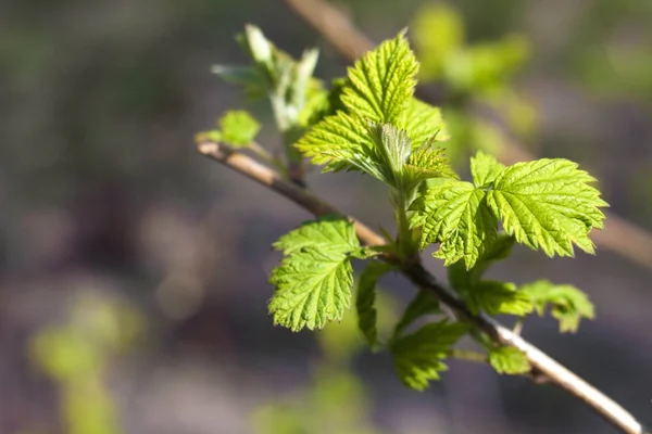 La ramita joven del arbusto de frambuesa en primavera —  Fotos de Stock