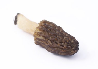 morel mantarlı beyaz zemin üzerine izole