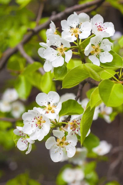 Flowering branch of pear tree in a spring — Stock Photo, Image