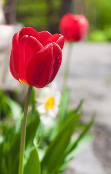 Tulips in spring — Stock Photo, Image