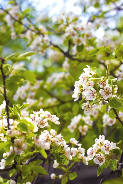 Flowering branch of pear tree in a spring — Stock Photo, Image