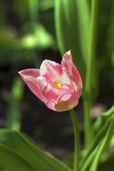Pink patchy tulip closeup — Stock Photo, Image