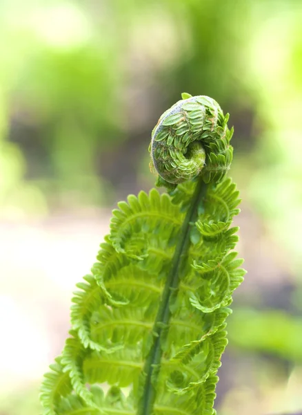 Genç fern yaprak portre — Stok fotoğraf