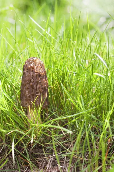 Morel mushroom growing in the grass — Stock Photo, Image