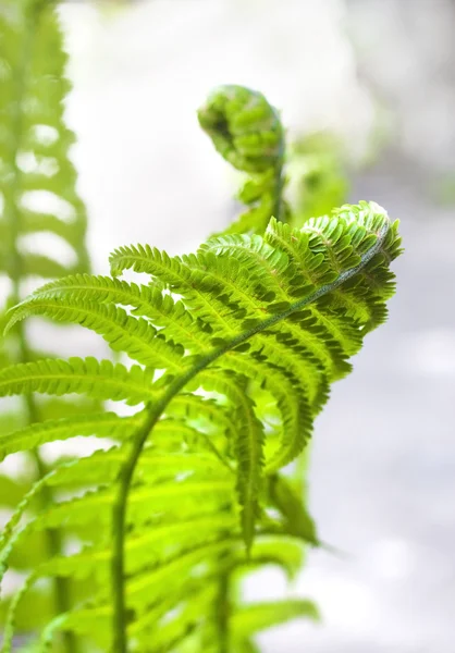 Young fern leaf closeup — Stock Photo, Image