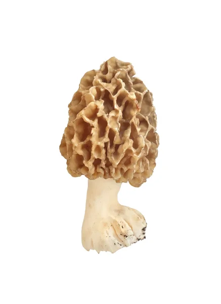 Morel cogumelo isolado no fundo branco — Fotografia de Stock