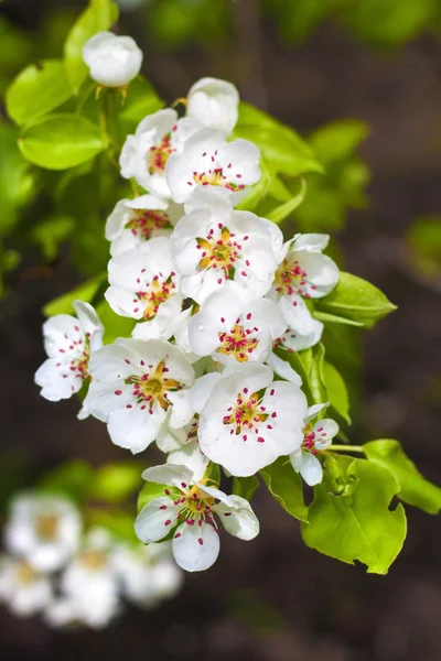 Flowering branch of pear tree in a spring — Stock Photo, Image