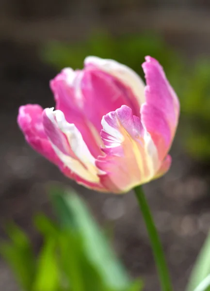 Pink brindled tulip. Shallow DOF — Stock Photo, Image