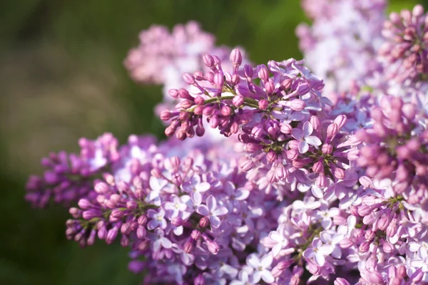 Closeup lilás roxo — Fotografia de Stock